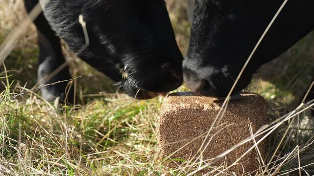 cattle eating free choice mineral from a mineral cart in a farm, cattle lick blocks and livestock nutrition lick block on a farm in summer in australia