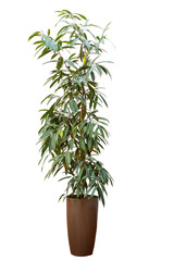 ficus plant in pot isolated on white background