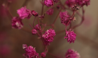 Smoke selective soft focus pink, red Gypsophila Flower twig. Nature blur light and shadow beige,...