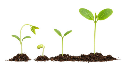 Isolated Plant Growth Stages