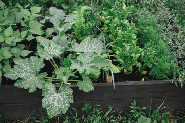 Zucchini, salad, chard, onions in raised garden bed close up. Growing homegrown vegetables and greens in urban organic garden. Homestead lifestyle.
