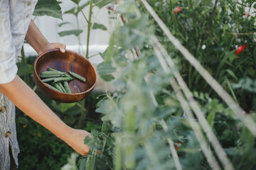 Woman picking stan peas from raised garden bed close up. Gathering vegetables in urban organic...