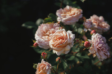 Beautiful rose blooming in english cottage garden. Close up of englsh pink rose flower. Floral wallpaper