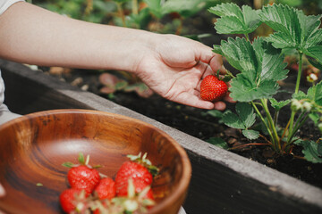 Hand picking organic strawberry from raised garden bed close up. Homestead lifestyle. Gathering homegrown berries in wooden bowl from community garden