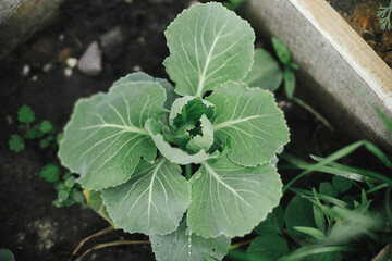 Cabbage top view in raised garden bed close up. Growing homegrown vegetables and greens in urban organic garden. Homestead lifestyle.