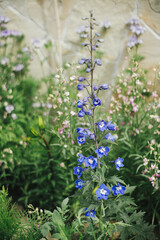 Delphinium blooming in english cottage garden. Close up of blue delphinium flowers. Homestead lifestyle and wild natural garden. Floral wallpaper