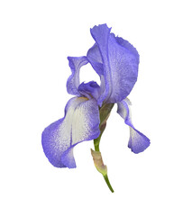 Iris bright violet flower close-up, cutout with clipping path object, floral element of design, decor
