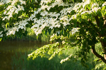 白いヤマボウシの花と背の高い草の生えた池