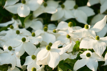 Obraz premium 夕日に照らされた白いヤマボウシの花のクローズアップ