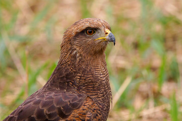Savanna hawk 