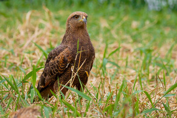 Savanna hawk 