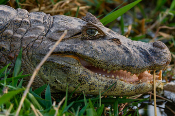 Broad-snouted caiman 