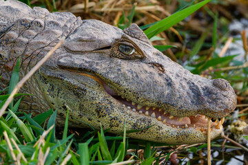 Broad-snouted caiman