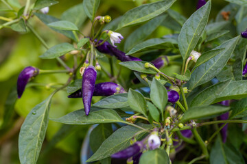Small hot peppers. The bird's eye chili or Thai pepper is a variety of pepper from the Capsicum annuum species native to Mexico.