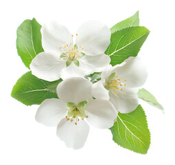 Naklejka premium PNG White apple blossom flowers blossoms leaves leaf.