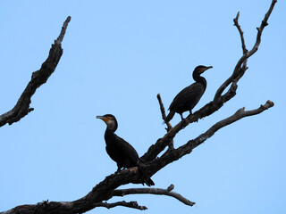 Picture of two cormorants sitting on the dry branches against the sun. Birds and tree silhouettes 