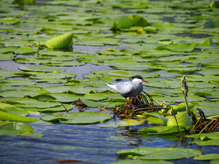 Photo of whiskered tern (Chlidonias hybrida) nesting on water lily of Skodar Lake