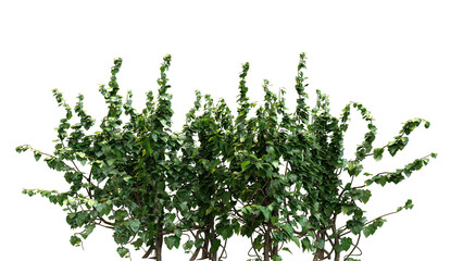 A bunch of green ivy on a white background