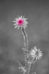 Beautiful mush thistle in solitary photo against blurry bokeh background. 