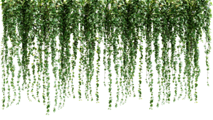 A bunch of green leaves hanging from a white wall