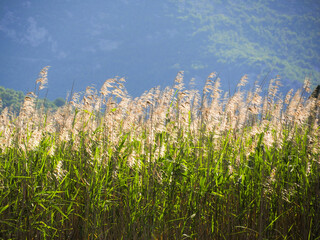 Photograph of dense reeds on the lake. Spring season on Skadar Lake in Montenegro, Balkans.