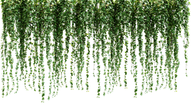 A bunch of green leaves hanging from a white wall