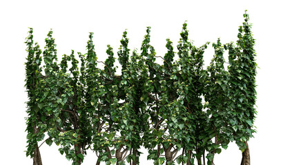 A group of trees that are next to each other