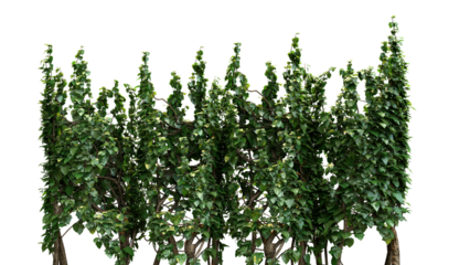 A group of trees that are next to each other