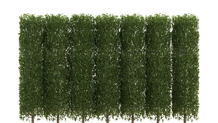 A group of trees with green leaves on a white background © stanhert