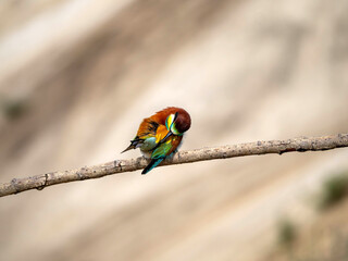 Photograph of european bee-eater (Merops apiaster) bird sitting on the branch and cleaning its feathers