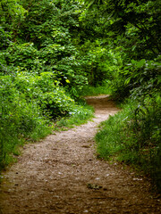 A winding dirt path surrounded by lush green foliage, leading deeper into a tranquil and secluded forest area.