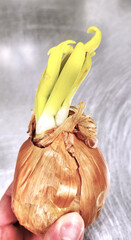Sprouts coming out of a yellow onion