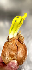 Green sprout coming out of an onion