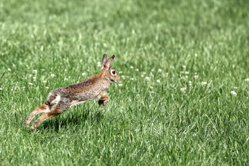 Cottontail rabbit running in green grass caught midair. 