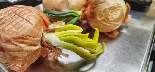 Onions with green sprouts coming out of them