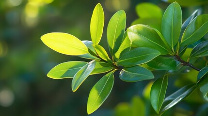 Obraz premium Leafy green branch with a leafy green leaf. The leaf is bright and shiny