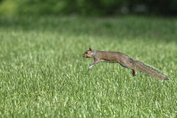 Gray squirrels running on green grass caught in midair. 