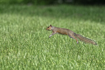 Obraz premium Gray squirrels running on green grass caught in midair. 