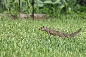 Gray squirrels running on green grass caught in midair. 