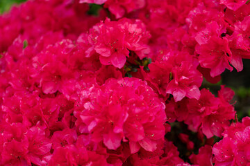 Azalia japońska (Rhododendron japonicum), różowe kwiaty wiosenne, zielone tło, wzór w kwiaty, tapeta kwiatowa © anettastar