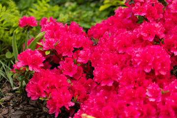 Azalia japońska (Rhododendron japonicum), różowe kwiaty wiosenne, zielone tło, wzór w kwiaty, tapeta kwiatowa