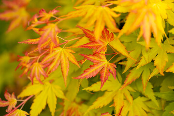 Żółte, pomarańczowe i czerwone liście klonu palmowego odmiany Acer palmatum 'Orange Dream', tło lub tapeta