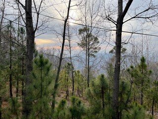 autumn forest in the mountains