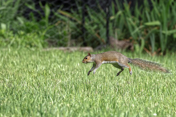 Gray squirrels running on green grass caught in midair. 