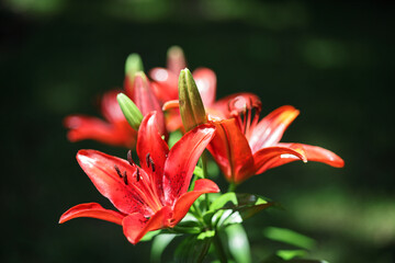 Fototapeta premium Red tiger Asian lily in full bloom. 