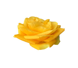 Yellow rose bright tender flower with leaves delicate garden plant in blossom, isolated cutout object for decor, design, invitations, cards, soft focus and clipping path, natural element