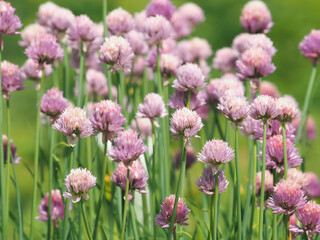 Pink chives flowers in the garden, Allium schoenoprasum