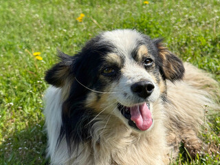 Funny cheerful dog in the grass