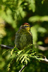 Colorful Palm Warbler bird sits perched in a cedar tree
