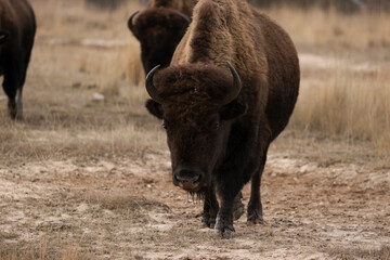 Fototapeta premium American Bison Bull Seen in Prairie habitat